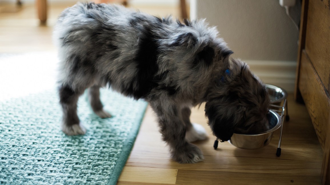 Can Dogs Eat Oatmeal, and Should They?