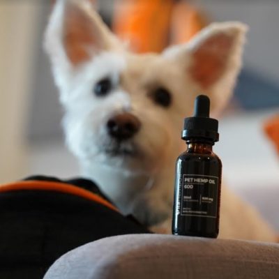 Is it Safe to Use CBD for Pets?