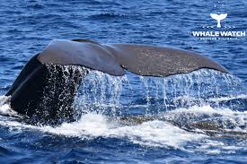 Ten Things you NEED to know about Whale Watching in Western Australia
