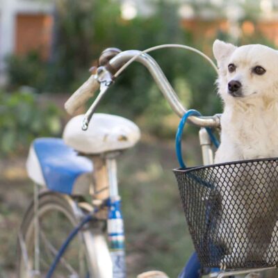 How To Train Your Puppy To Stay in the Bike Basket