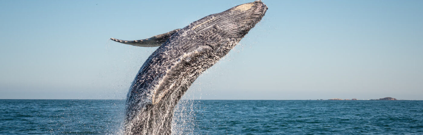 Whale Watching Season in San Diego