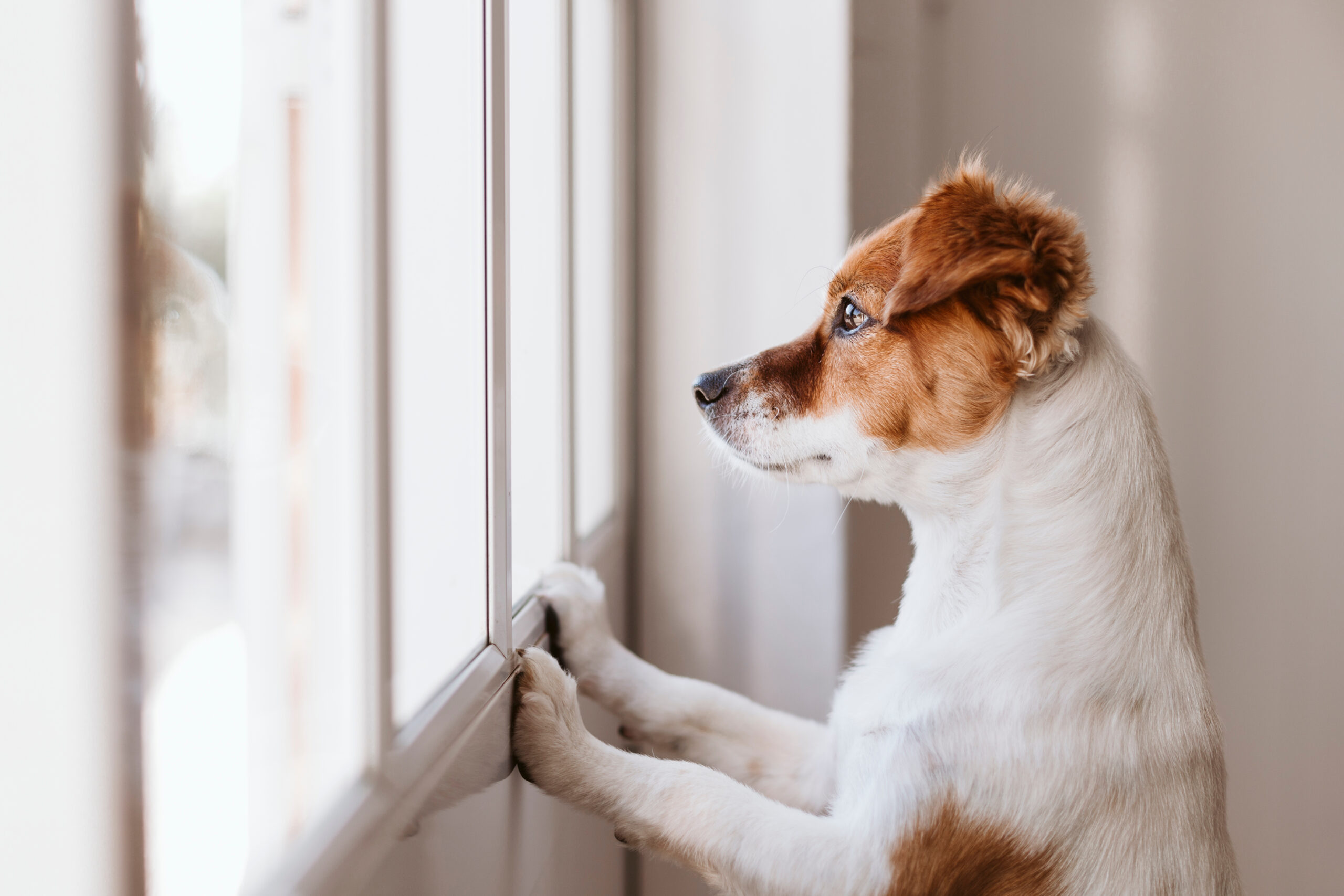 Dealing With An Anxious Pup: A Guide For Dog Moms